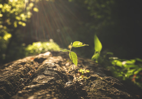土壤及地下水修復